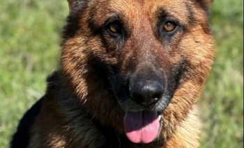 Imagen de la nota: Se perdió Indio y su familia lo busca intensamente