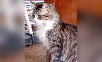 Imagen de la nota: Buscan a un gato que se perdió el domingo