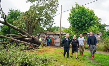 Imagen de la nota: La Plata: registraron cerca de mil árboles caídos por el viento y en algunos barrios no habrá luz por varios días