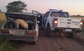 Imagen de la nota: Se metió en un campo con tres galgos en plena veda de caza y lo atraparon