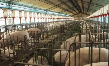 Imagen de la nota: Senasa: Filipinas habilitó el ingreso de cueros frescos de cerdo desde Argentina para uso industrial