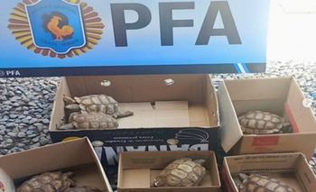 Imagen de la nota: Allanaron un domicilio en Olavarría por venta ilegal de fauna silvestre y rescataron más de 20 animales