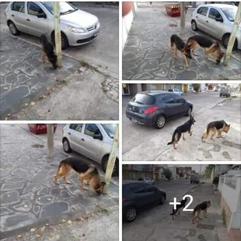 Extravio Imagen de la nota: Extravio