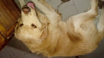 Perro golden cachorro perdido Imagen de la nota: Perro golden cachorro perdido