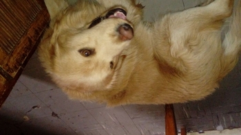 PERRO PERDIDO GOLDEN CACHORRO Imagen de la nota: PERRO PERDIDO GOLDEN CACHORRO
