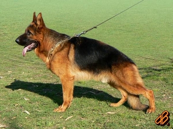 Cachorros Ovejero Aleman con pedigree Imagen de la nota: Cachorros Ovejero Aleman con pedigree